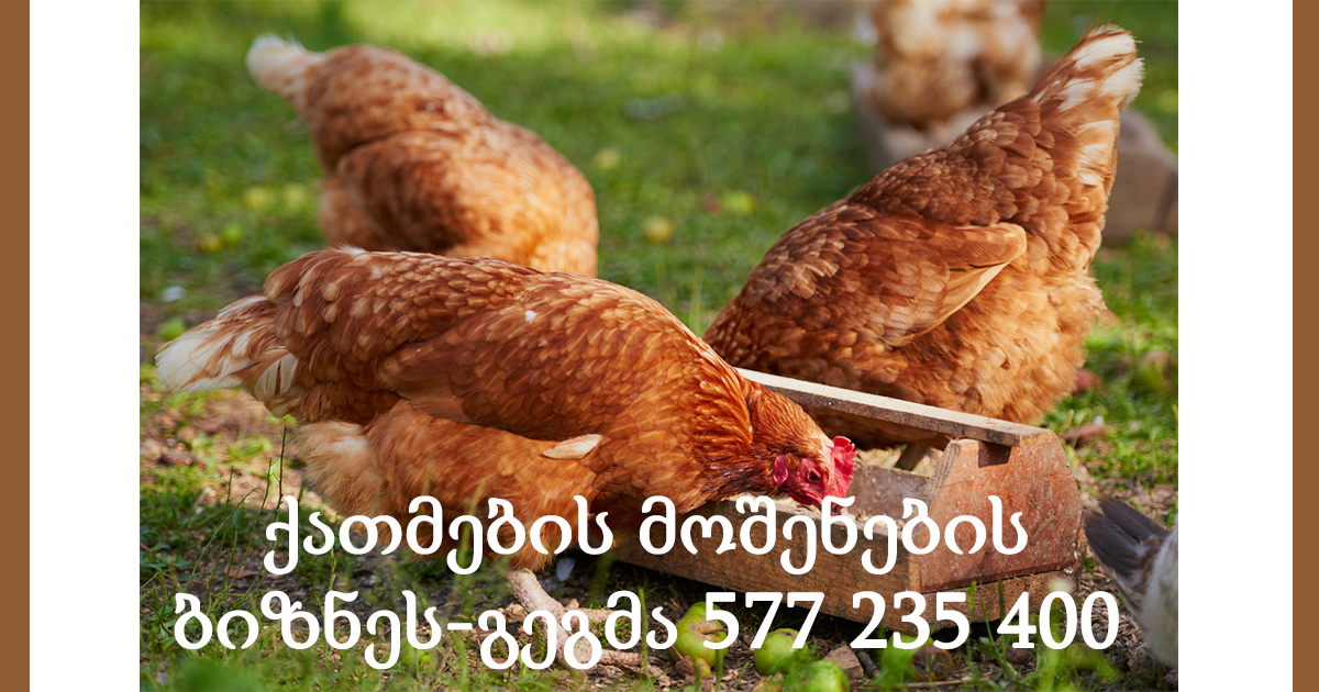 ქათმების მოშენების ბიზნეს-გეგმა 577 235 400