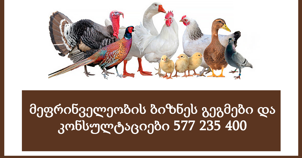 მეფრინველეობის ბიზნეს გეგმები და კონსულტაციები 577 235 400 მეფრინველეობის ბიზნეს გეგმები და კონსულტაციები 577 235 400
