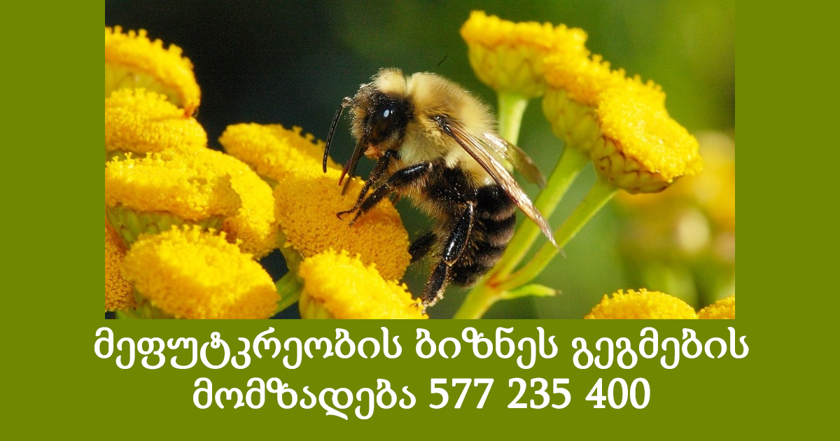 მეფუტკრეობის ინოვაციური ბიზნეს გეგმები 577 235 400