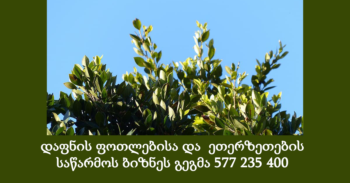 დაფნის ფოთლებისა და ეთერზეთების საწარმოს ბიზნეს გეგმა დაფნის ფოთლებისა და ეთერზეთების საწარმოს ბიზნეს გეგმა