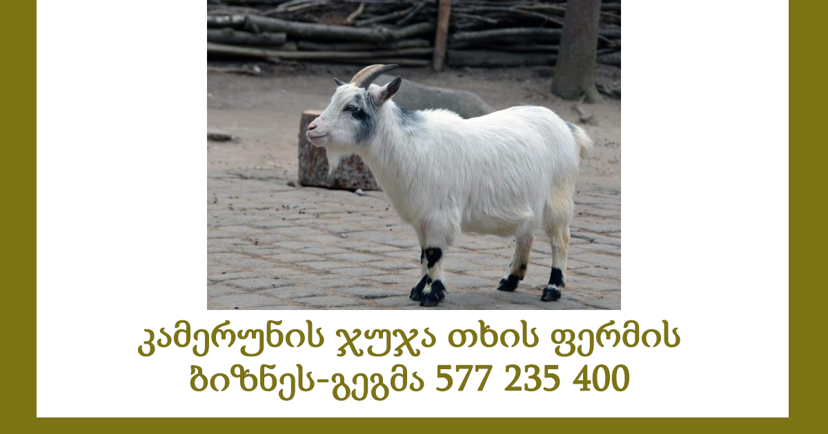 კამერუნის ჯუჯა თხის ფერმის ბიზნეს-გეგმა