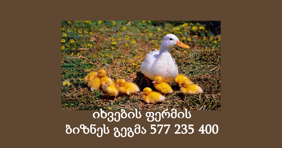 იხვების ფერმის ბიზნეს გეგმა იხვების ფერმის ბიზნეს გეგმა