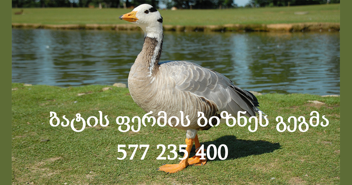 ბატის ფერმის ბიზნეს გეგმა