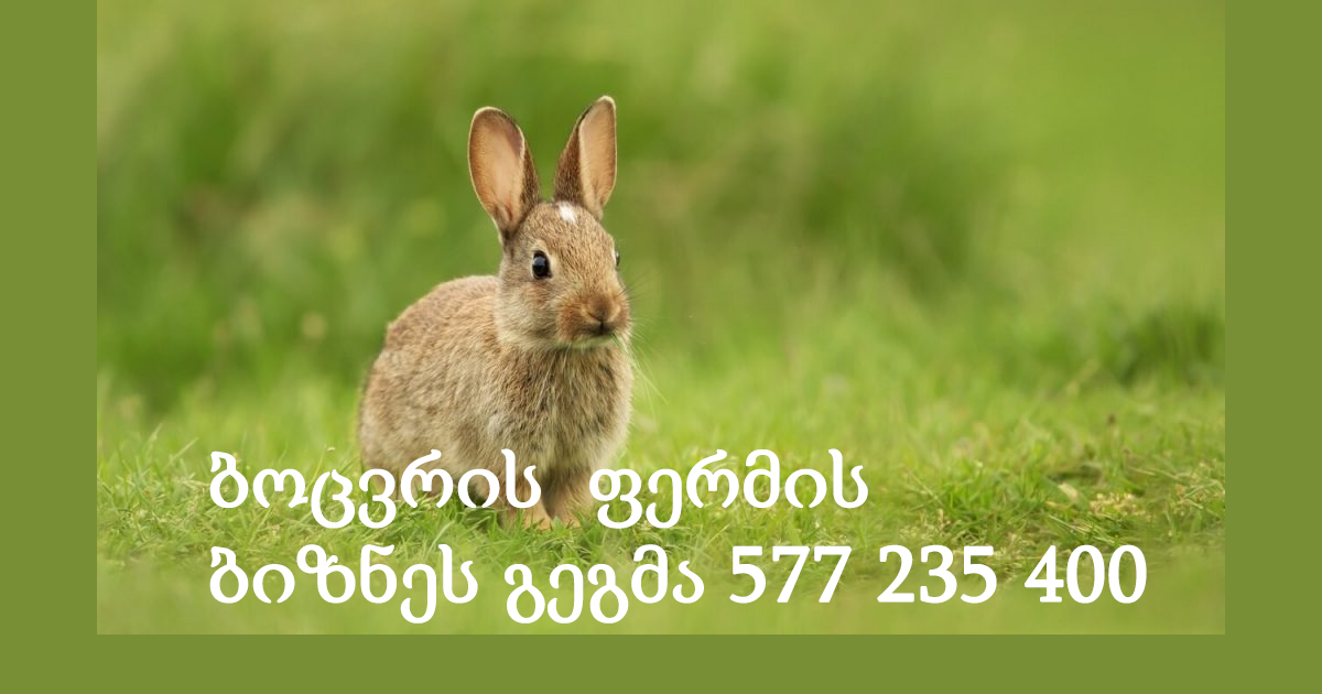 ბოცვრის ფერმის ბიზნეს გეგმა ბოცვრის ფერმის ბიზნეს გეგმა