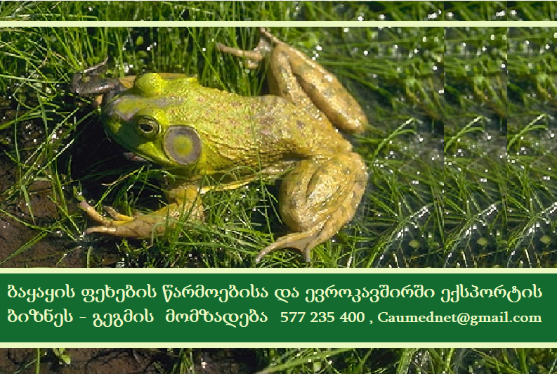 ბაყაყების მოშენება და ექსპორტი ევროკავშირში